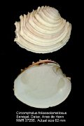 Circomphalus foliaceolamellosus